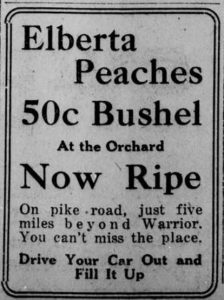 1915 newspaper ad for Mont Eyrie Elberta peaches