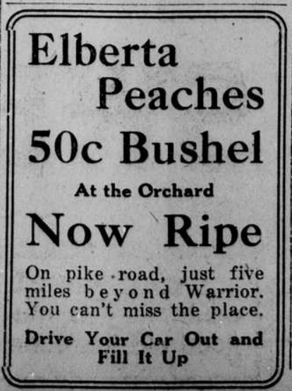 1915 newspaper ad for Mont Eyrie Elberta peaches